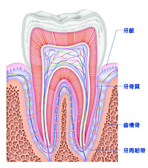 牙齒構造PART7