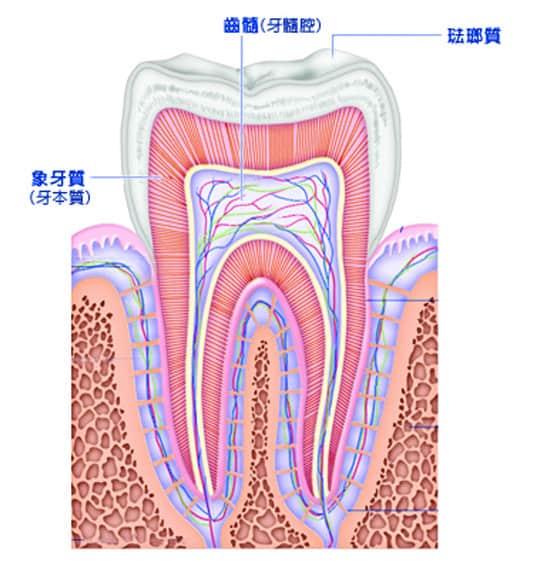 牙齒結構PART7